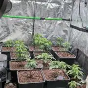 x8 Ethos Strawberry OG cookies clones