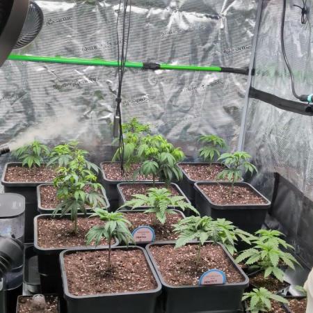 x8 Ethos Strawberry OG cookies clones