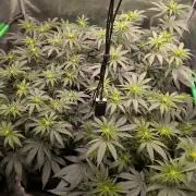 5x Fastbuds Mixpack Photoperiod
