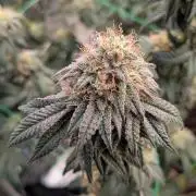 5x Ethos Strawberry OG cookies