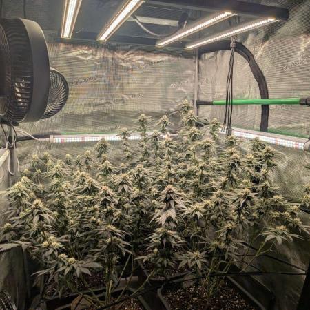 5x Fastbuds Mixpack Photoperiod