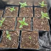 4x Terpyz Mutant - Mentha de Croco