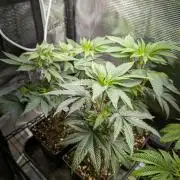 x8 Ethos Strawberry OG cookies clones