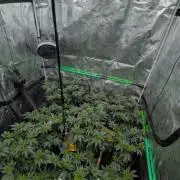 x8 Ethos Strawberry OG cookies clones