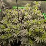 5x Fastbuds Mixpack Photoperiod