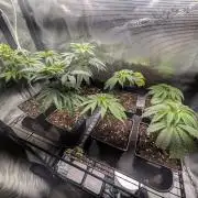 x8 Ethos Strawberry OG cookies clones