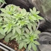 1x Barneys Tropicanna Banana