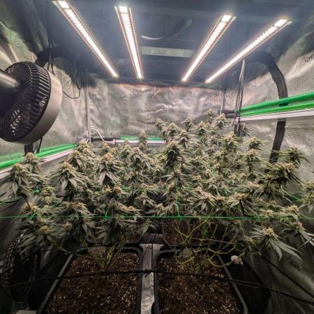 5x Fastbuds Mixpack Photoperiod