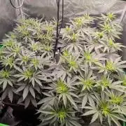 5x Fastbuds Mixpack Photoperiod