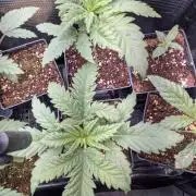 2x Terpyz Mutant - Mentha de Croco