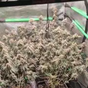 5x Fastbuds Mixpack Photoperiod