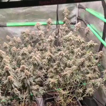 5x Fastbuds Mixpack Photoperiod