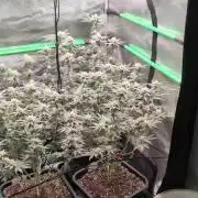 5x Fastbuds Mixpack Photoperiod