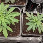 2x Seedsman OG Kush Ltd
