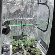 x8 Ethos Strawberry OG cookies clones