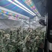 5x Ethos Strawberry OG cookies