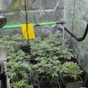 x8 Ethos Strawberry OG cookies clones
