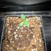 Green Slushie x1 (My own breeding work)