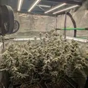 5x Fastbuds Mixpack Photoperiod