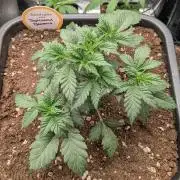 1x Barneys Tropicanna Banana