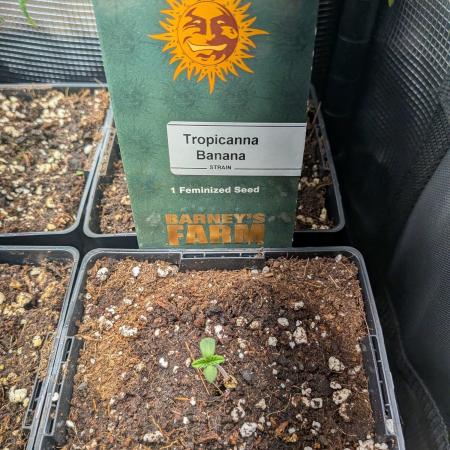 1x Barneys Tropicanna Banana
