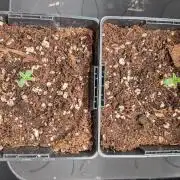 2x Seedsman OG Kush Ltd