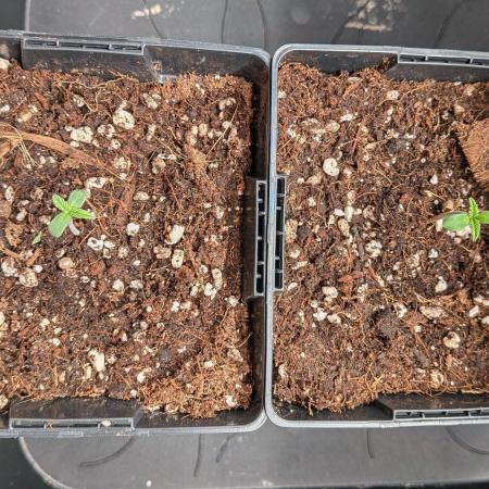 2x Seedsman OG Kush Ltd