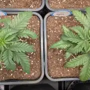 2x Terpyz Mutant - Mentha de Croco