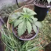 Key Lime Pie by Purple Caper Seeds