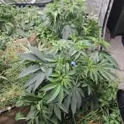 Key Lime Pie by Purple Caper Seeds