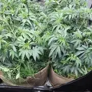 Key Lime Pie by Purple Caper Seeds