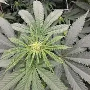 Key Lime Pie by Purple Caper Seeds