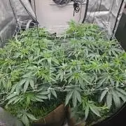 Key Lime Pie by Purple Caper Seeds