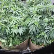 Key Lime Pie by Purple Caper Seeds