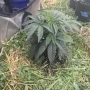 Key Lime Pie by Purple Caper Seeds