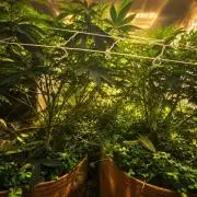 Key Lime Pie by Purple Caper Seeds