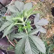 Key Lime Pie by Purple Caper Seeds