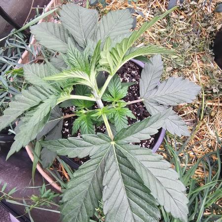 Key Lime Pie by Purple Caper Seeds