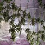 Jack Herer 1st feminised 