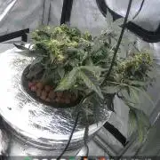 Acapulco Gold DWC w/ Athena Nutrients