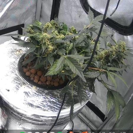 Acapulco Gold DWC w/ Athena Nutrients