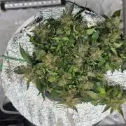 Acapulco Gold DWC w/ Athena Nutrients