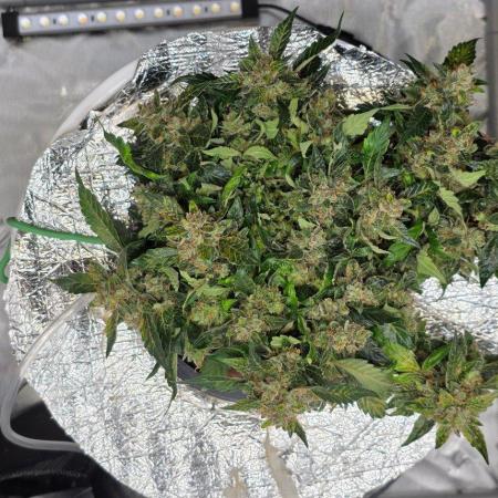 Acapulco Gold DWC w/ Athena Nutrients