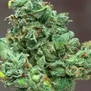 Acapulco Gold DWC w/ Athena Nutrients