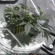 Acapulco Gold DWC w/ Athena Nutrients