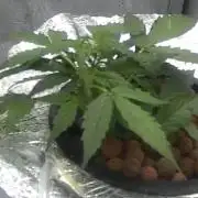 Acapulco Gold DWC w/ Athena Nutrients