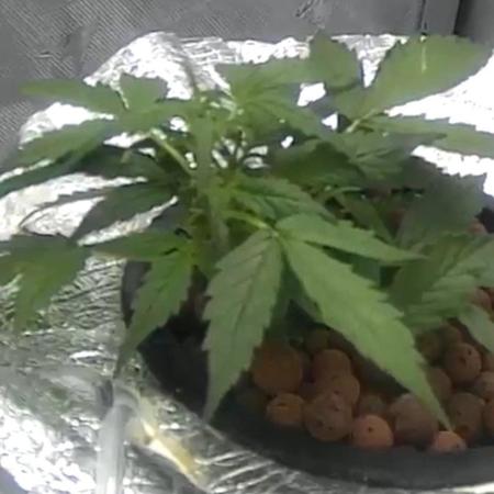 Acapulco Gold DWC w/ Athena Nutrients