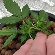 Acapulco Gold DWC w/ Athena Nutrients