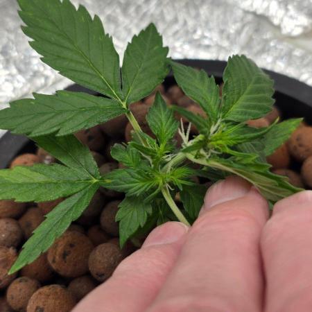 Acapulco Gold DWC w/ Athena Nutrients