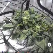 Acapulco Gold DWC w/ Athena Nutrients